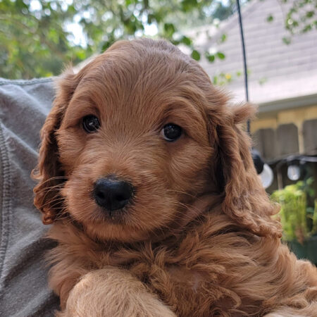 Goldendoodle for Sale – Houston