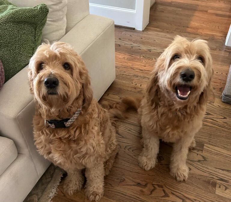 Therapy Dog Training For Goldendoodles