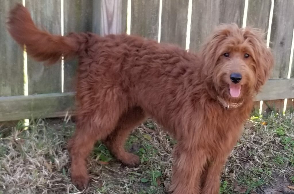 Adult Goldendoodle Available in Houston