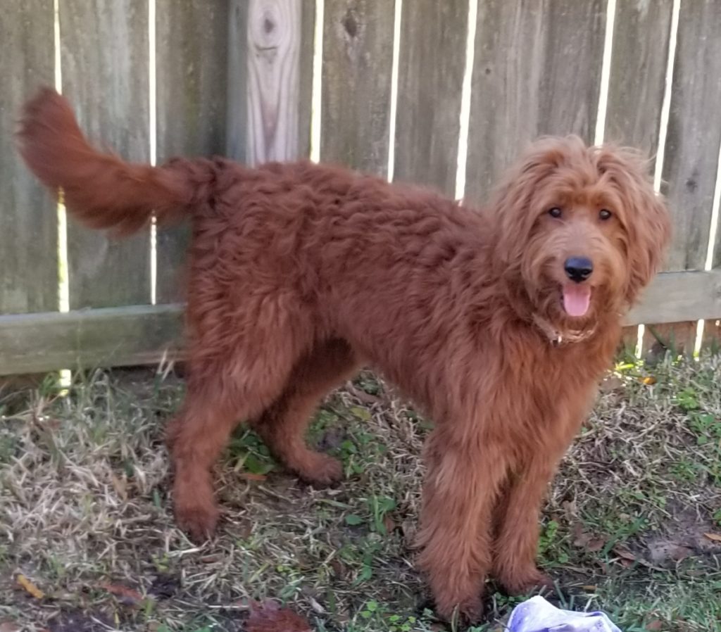 red adult goldendoodle available in Houston