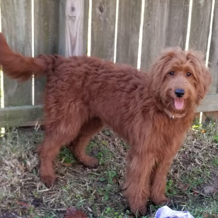 Goldendoodle Available in Houston
