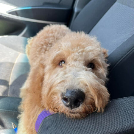 Socializing a Goldendoodle