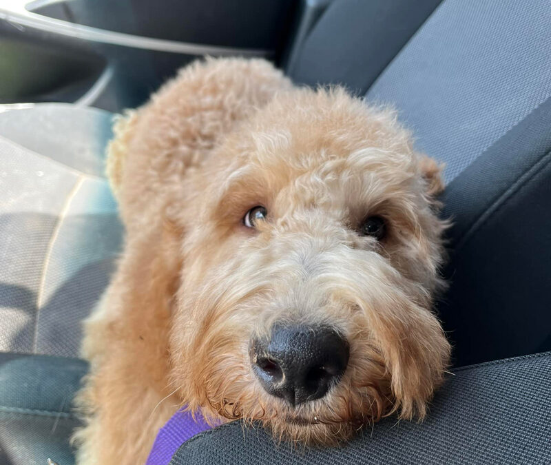 Socializing a Goldendoodle