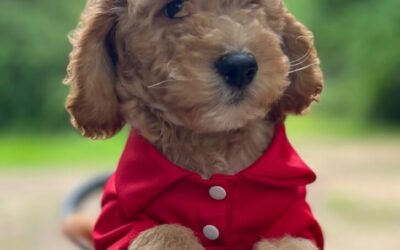 Goldendoodle Puppy For Sale – Spring 2024