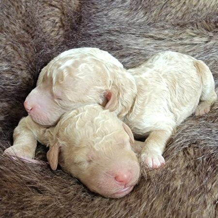 Looking for a Goldendoodle Puppy?