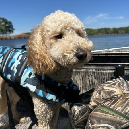 Summer Fun with Goldendoodles