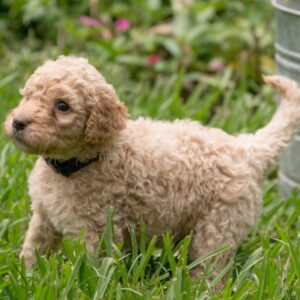 darling goldendoodle puppy in Houston