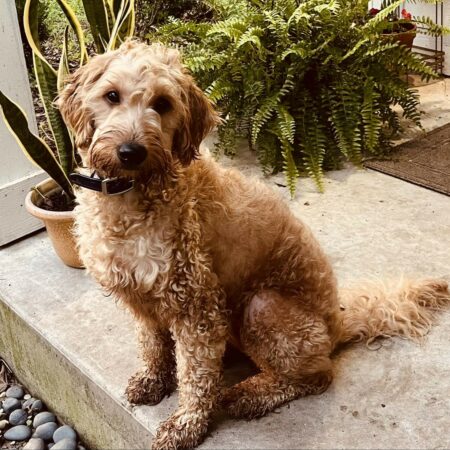 Mornings with Goldendoodles