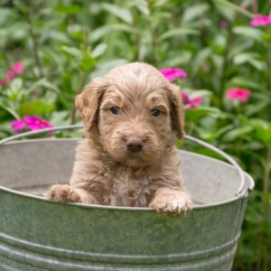 shaggy goldendoodle puppy