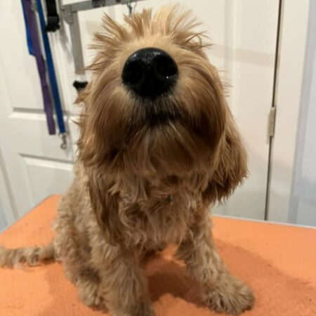 That Goldendoodle Beard