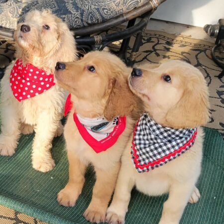 Rainfield Puppy Training