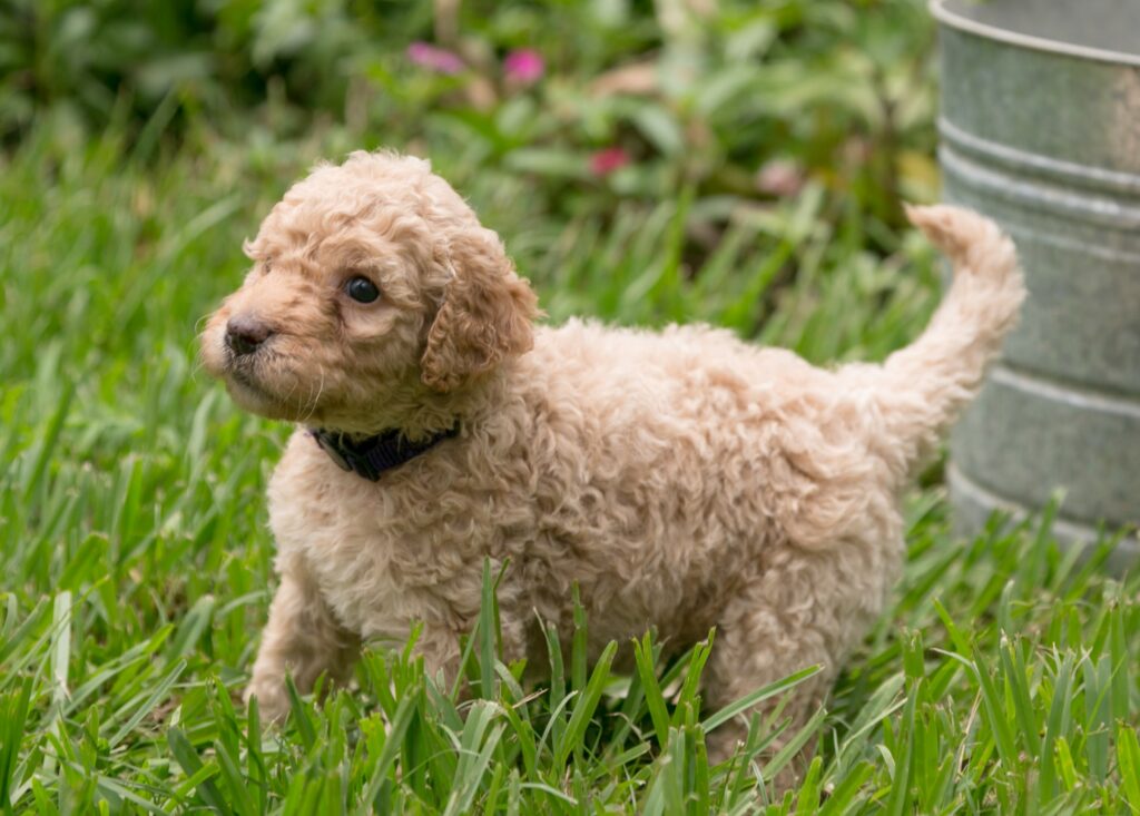 female goldendoodle puppy
