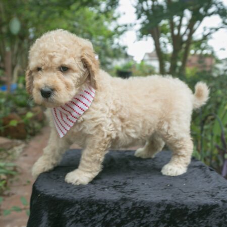 Goldendoodle Puppy – Summer Sale