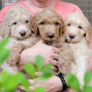 goldendoodle puppies for sale