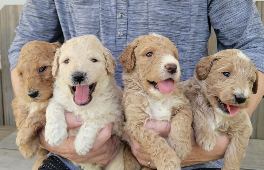 four golden doodle puppies looking at camera