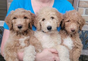 apricot and cream goldendoodle puppies for sale
