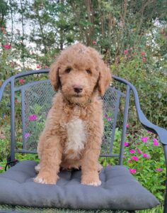 curly goldendoodle puppy