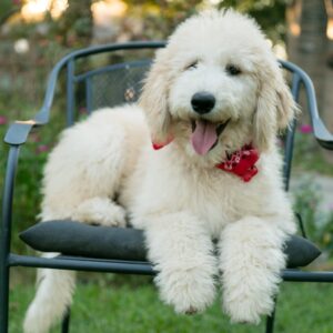 Cream Goldendoodle Puppy Available