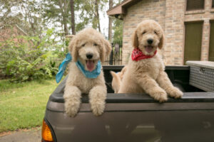 Fall Special - Goldendoodle puppies in Houston