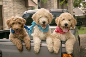 goldendoodle puppies in Houston ready now