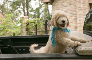 cream goldendoodle puppy