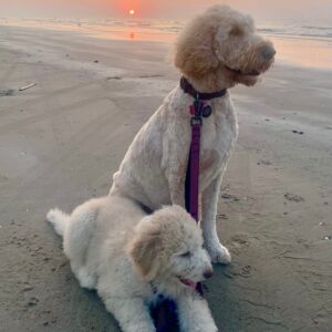 goldendoodles in Galveston