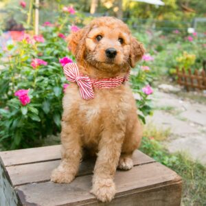 Female Goldendoodle Puppy - Houston
