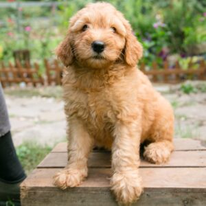 Shaggy Goldendoodle Male