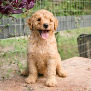 Anakin - Curly Goldendoodle Puppy Available in Houston