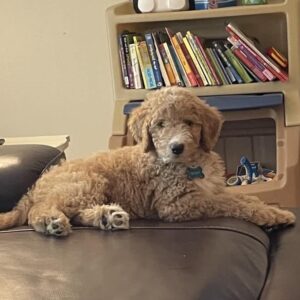 Goldendoodle pupdates: Scouts New Home