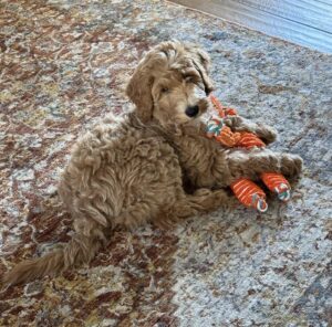 Summer Goldendoodle Pup