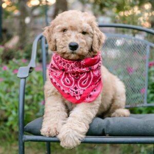 Yoda - Goldendoodle Puppy Available now