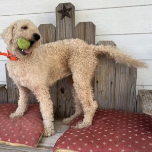 Savannah goldendoodle the bench hog