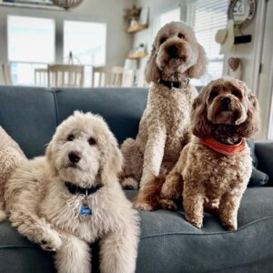 Goldendoodle Grooming Done RIght