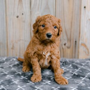 Biscuit - a Goldendoodle puppy in Houston