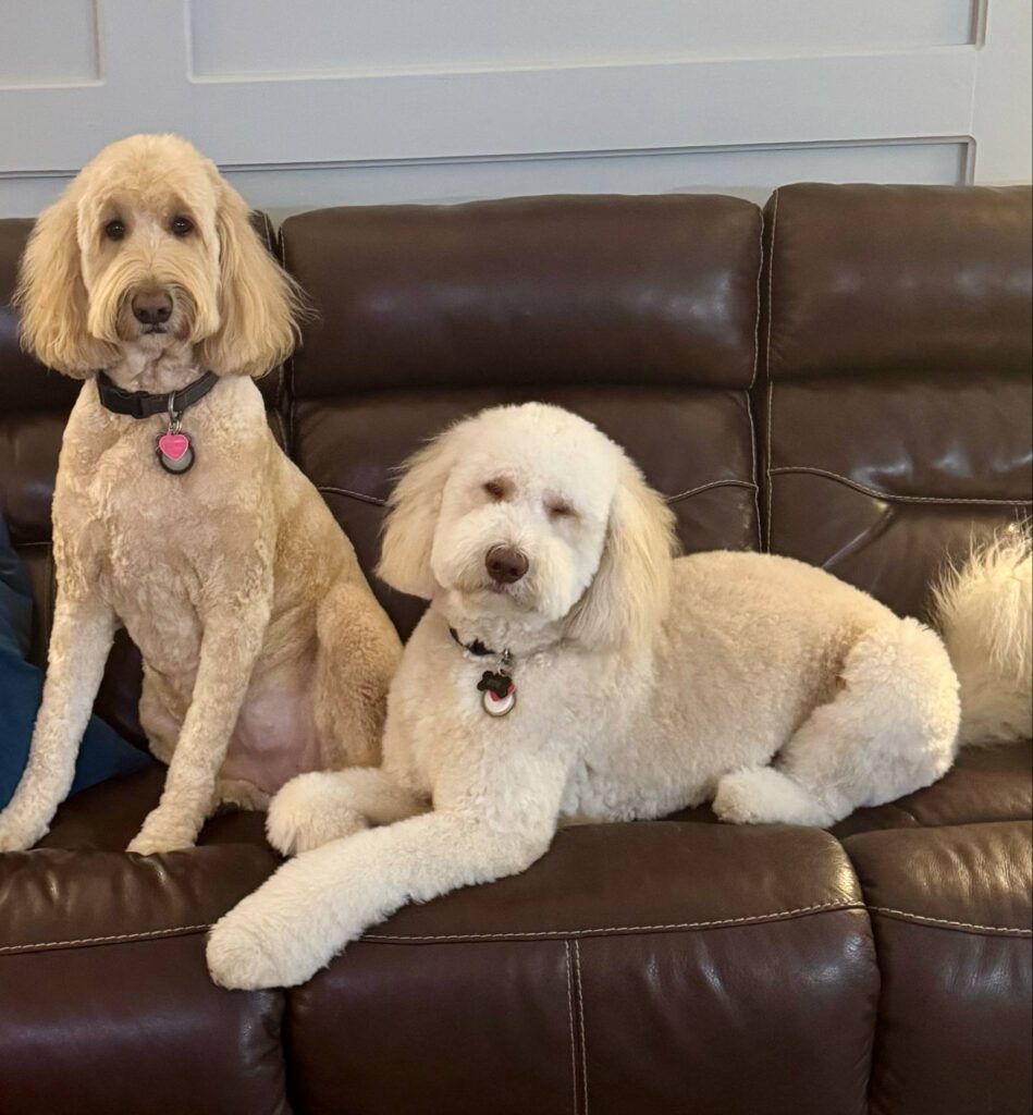 Two goldendoodles living in Galveston, TX