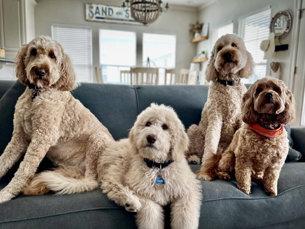 multi-goldendoodle family