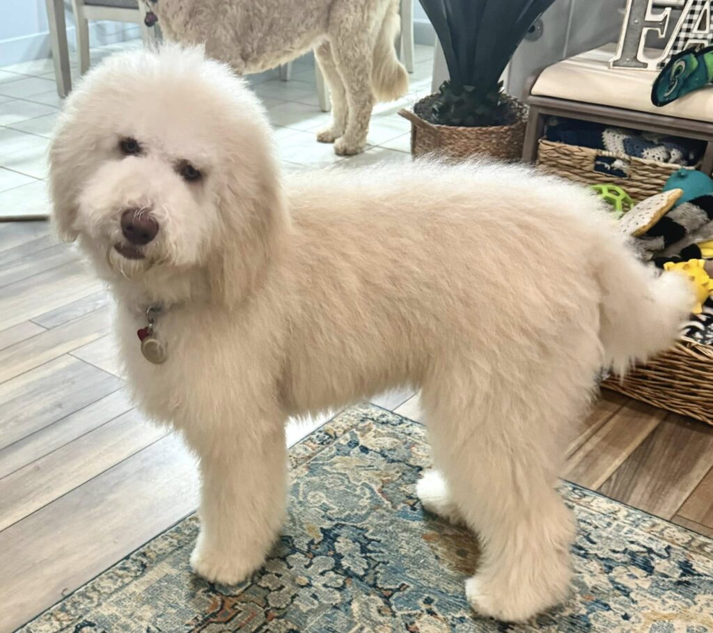 Medium cream goldendoodle - 1 year old