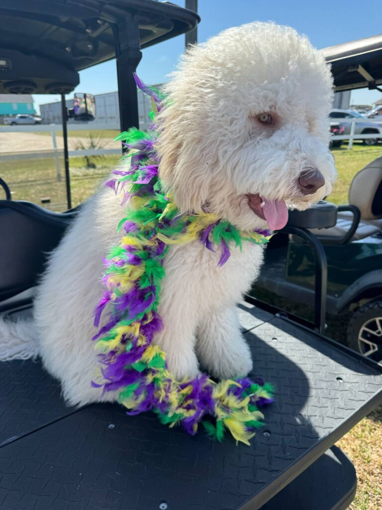 Goldendoodle at Mardi Gras
