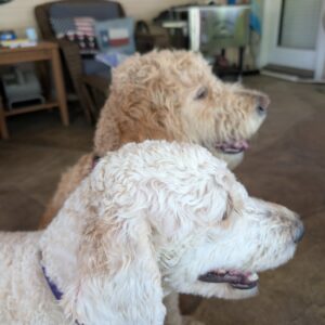 cream and white goldendoodles in Houston