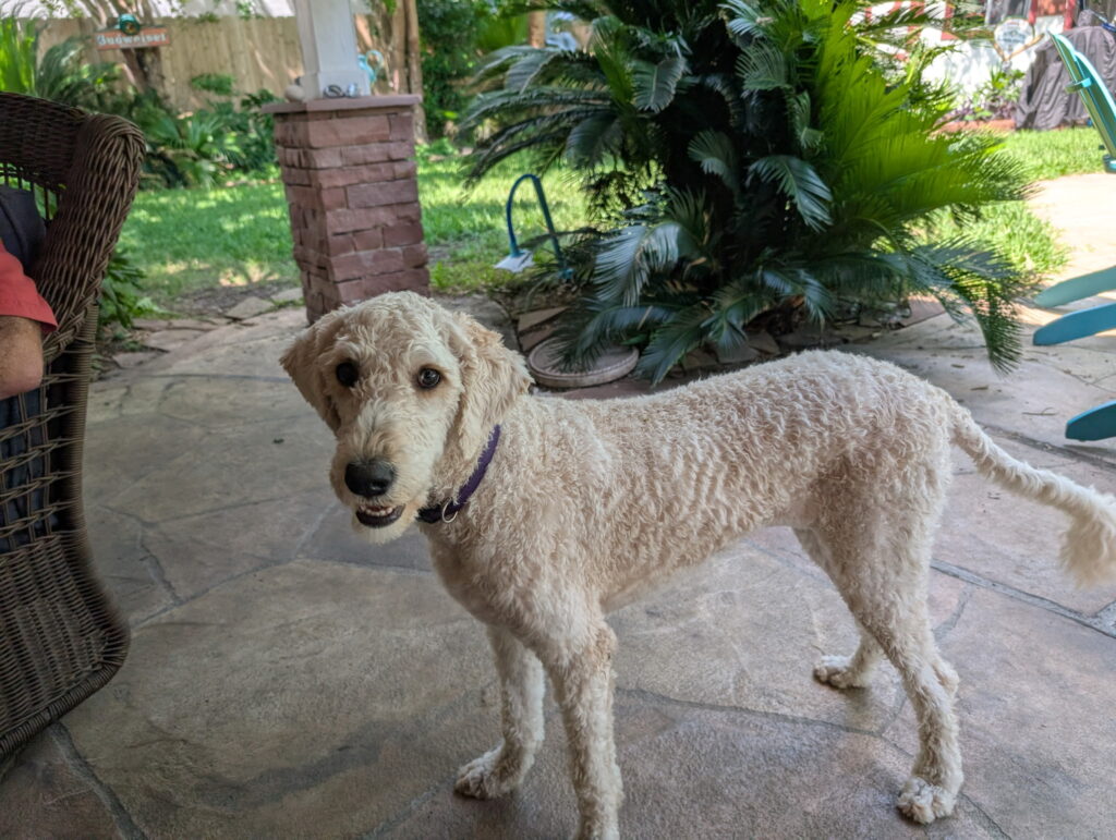 Kaela, 1 years old, a Goldendoodle in Houston, Texas