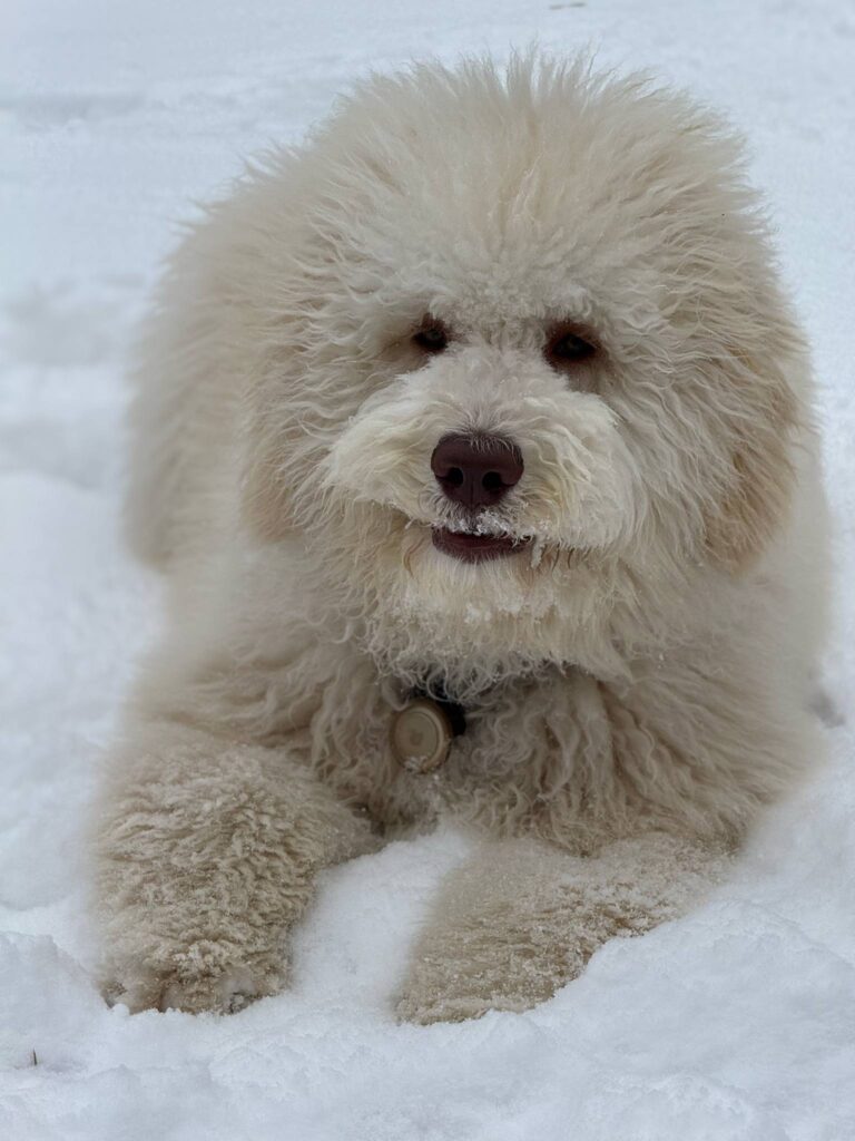 goldendoodle with full coat in winter