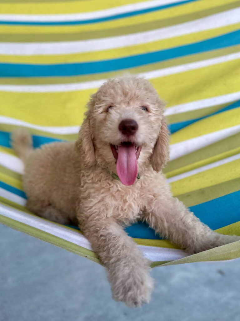 Gus, a cream goldendoodle puppy 