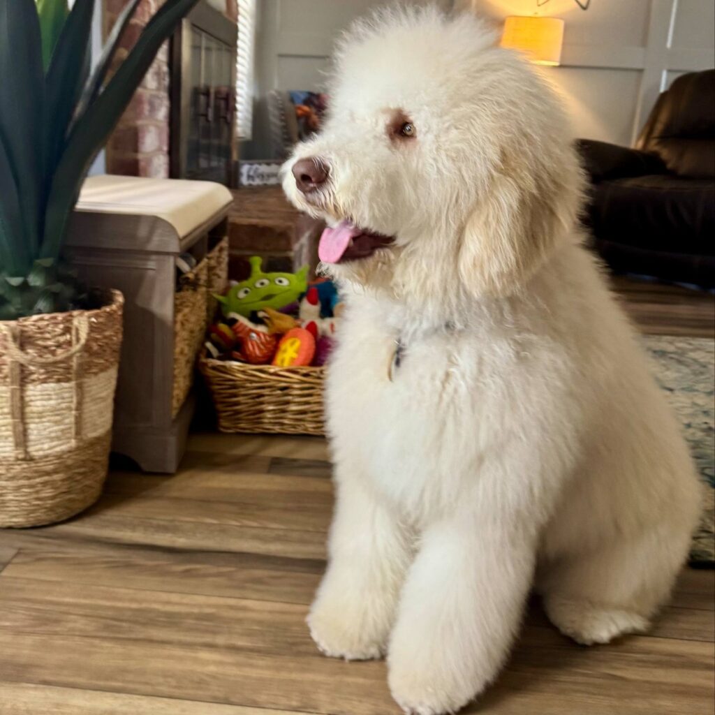 Gus, one of our beautiful Rainfield Goldendoodles of Galveston