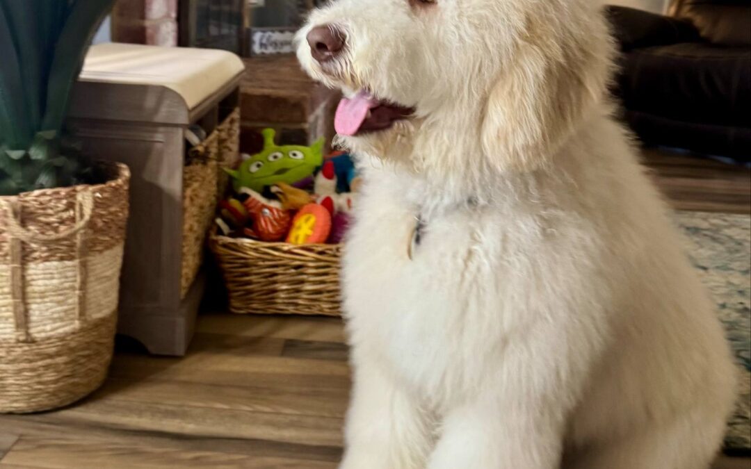 Goldendoodles of Galveston