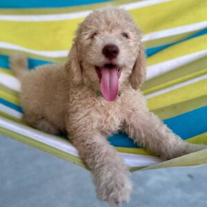 Cream goldendoodle puppy Galveston