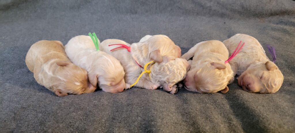 A beautiful litter of goldendoodle puppies in Houston, Texas