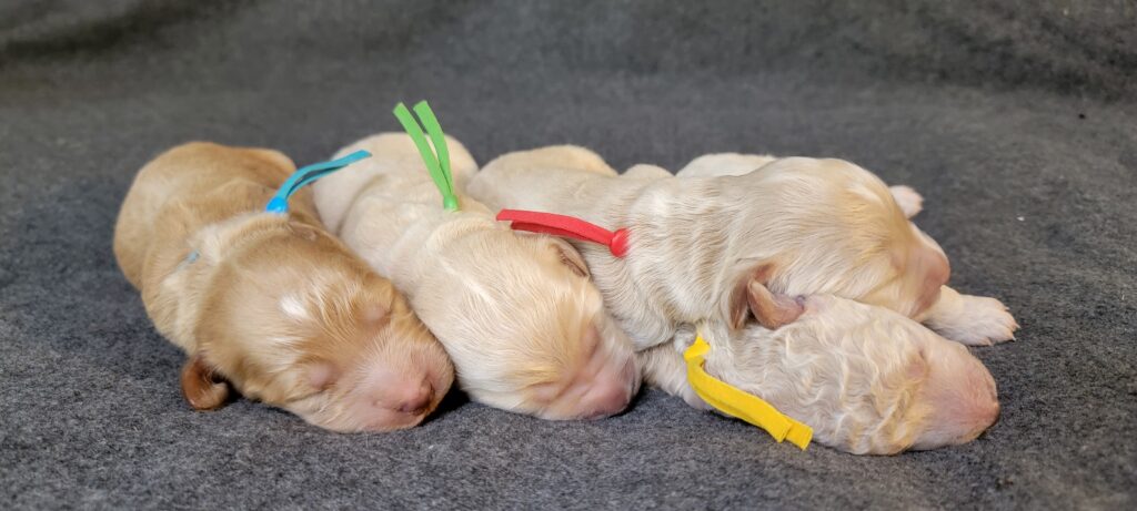 Home-raised goldendoodle puppies