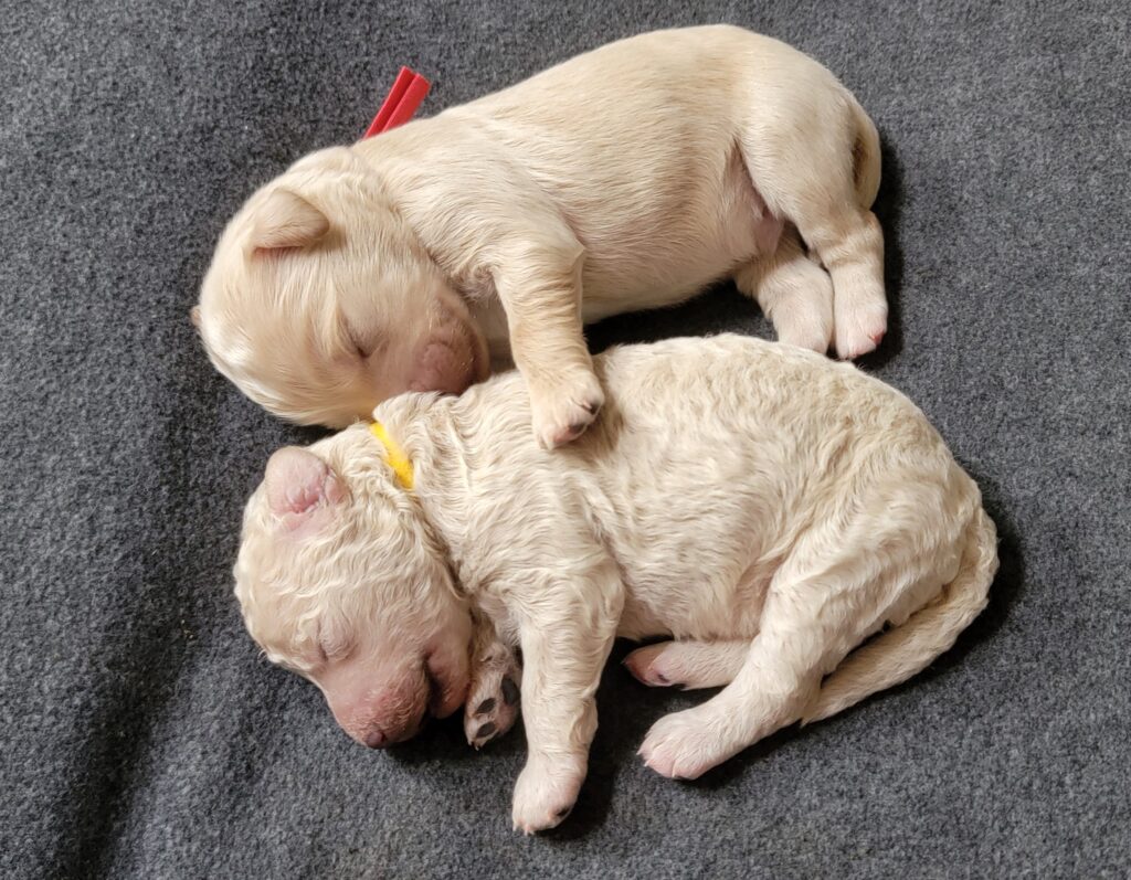 male goldendoodle pups