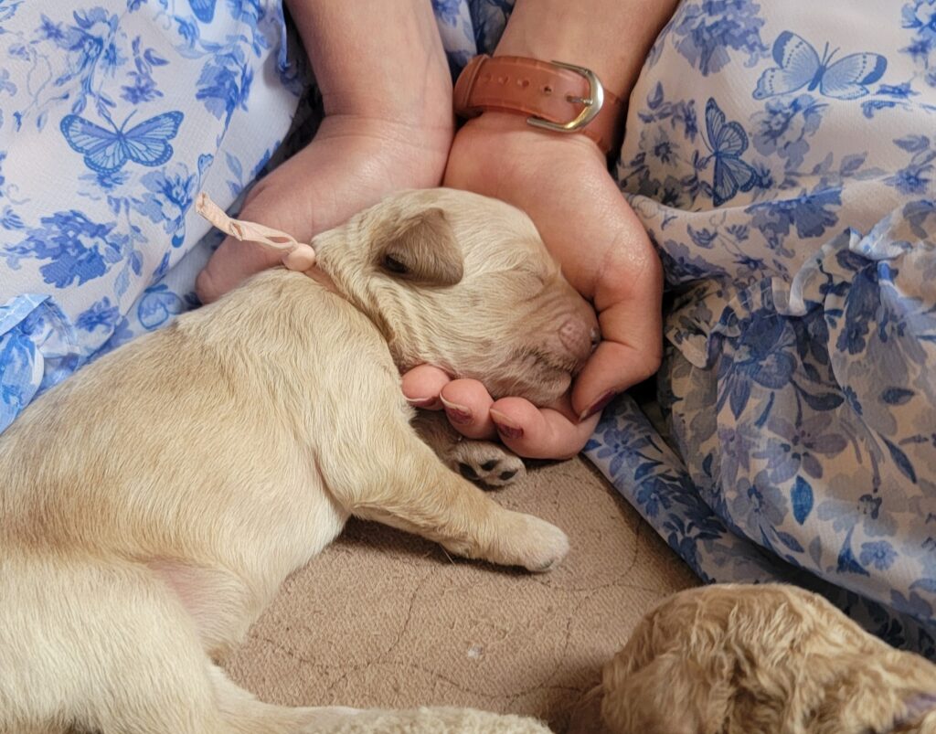 newborn goldendoodle pup